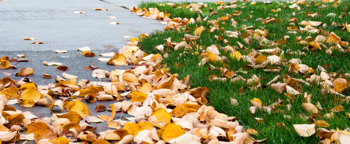 hardscape maintenance walkways fort lauderdale